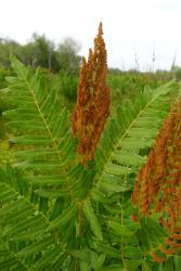 Osmunda regalis: mature frond showing dimorphic sterile and fertile pinnae, and dehisced, orange-brown sporangia.
 Image: L.R. Perrie © Te Papa 2012 CC BY-NC 3.0 NZ